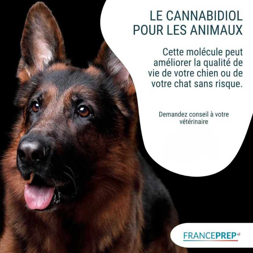 Les bienfaits du CBD pour les animaux